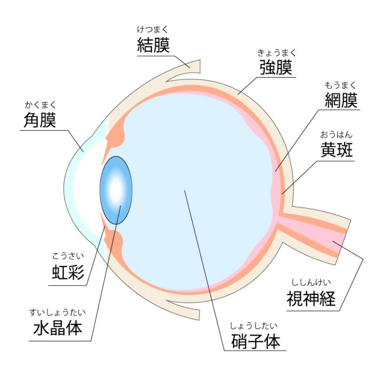 硝子体手術