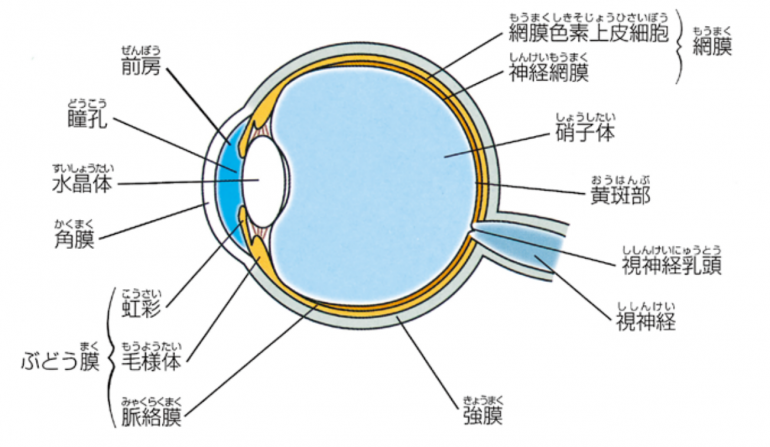 目の水平断面図