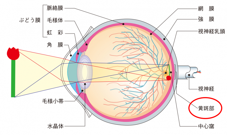 黄斑とは？